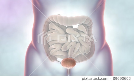 Human Digestive System Anatomy 3D illustration 89690603