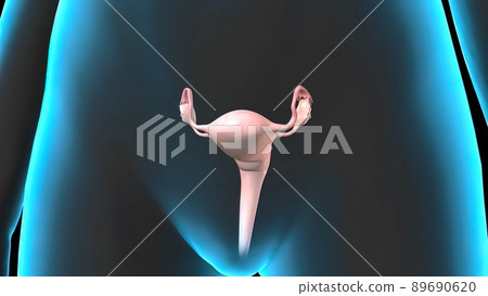 Female Reproductive System with Nervous System and Urinary Bladder Anatomy 3D illustration Concept. 89690620