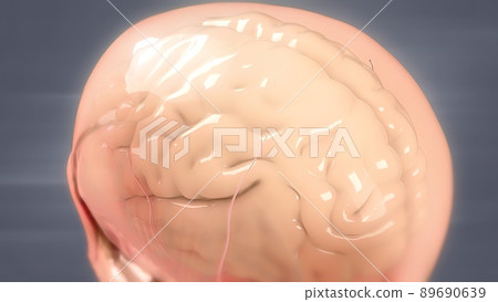 Human brain Anatomical Model 3D Human brain Anatomical Model 3D 89690639