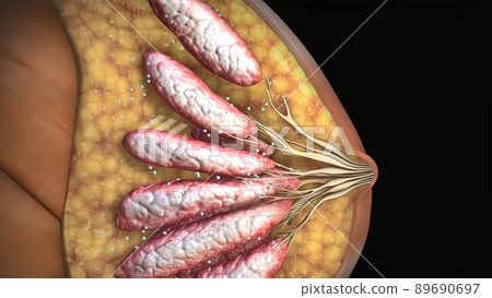 Female body, internal structure of the breast 89690697