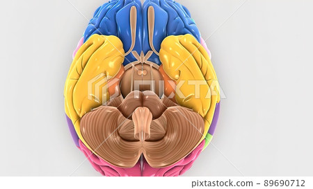 Brain rotating showing half section of the brain Brain rotating showing half section of the brain 89690712