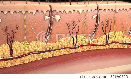 Skin anatomy diagram .Comparation good skin and skin with wrinkles. Illustration of skin cross section showing young skin and older skin Skin anatomy diagram .Comparation good skin and skin with wrinkles. Illustration of skin cross section showing young skin and older skin 89690723