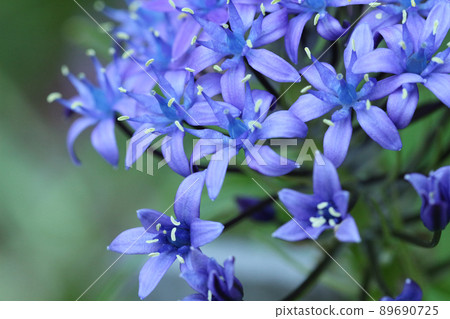 Blue Syrah Belbiana flower A large up of the part away from the center. To the right 89690725