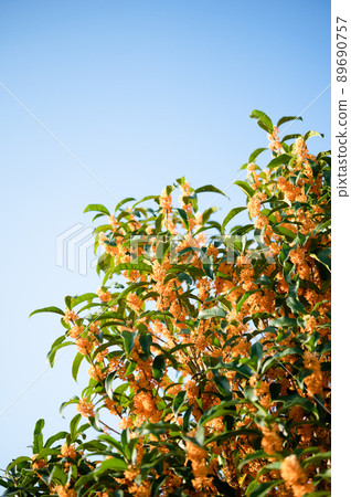 Beautiful Kanagi 犀 that shines in the blue sky 89690757