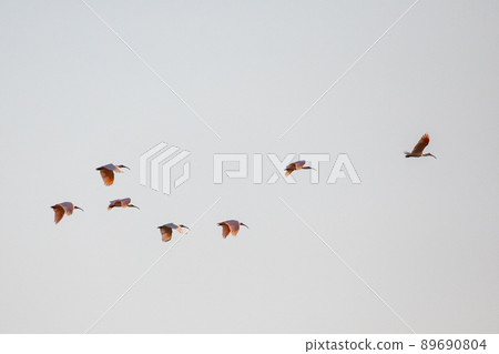 [新潟縣佐渡市]朱鹮跳舞的金銀島 89690804