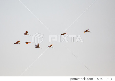 [新潟縣佐渡市]朱鹮跳舞的金銀島 89690805