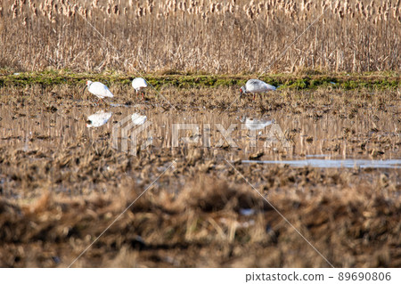 [新潟縣佐渡市]朱鹮跳舞的金銀島 89690806