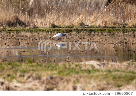 [新潟縣佐渡市]朱鹮跳舞的金銀島 89690807