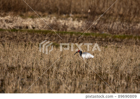 [新潟縣佐渡市]朱鹮跳舞的金銀島 89690809