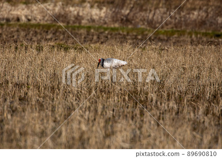 [新潟縣佐渡市]朱鹮跳舞的金銀島 89690810