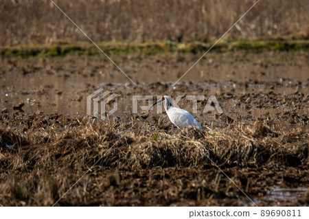 [新潟縣佐渡市]朱鹮跳舞的金銀島 89690811