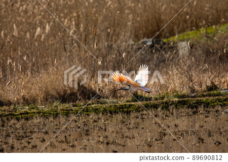 [新潟縣佐渡市]朱鹮跳舞的金銀島 89690812