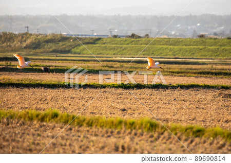 [新潟縣佐渡市]朱鹮跳舞的金銀島 89690814