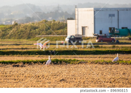 [新潟縣佐渡市]朱鹮跳舞的金銀島 89690815