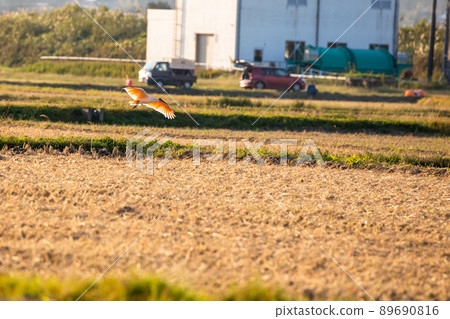 [新潟縣佐渡市]朱鹮跳舞的金銀島 89690816