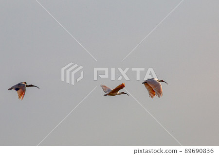 [新潟縣佐渡市]朱鹮跳舞的金銀島 89690836