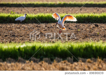 [新潟縣佐渡市]朱鹮跳舞的金銀島 89690839