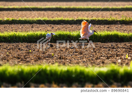 [新潟縣佐渡市]朱鹮跳舞的金銀島 89690841