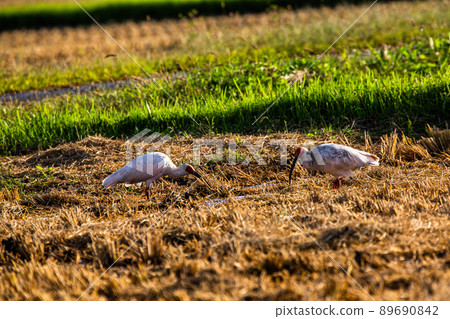 [新潟縣佐渡市]朱鹮跳舞的金銀島 89690842
