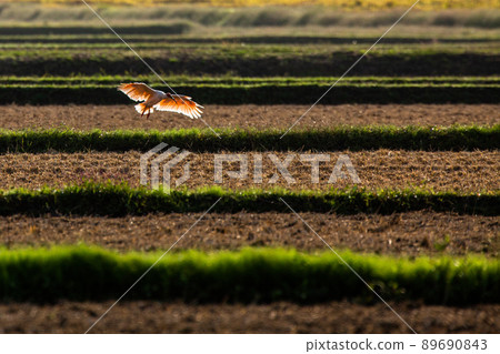 [新潟縣佐渡市]朱鹮跳舞的金銀島 89690843