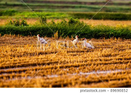 [新潟縣佐渡市]朱鹮跳舞的金銀島 89690852
