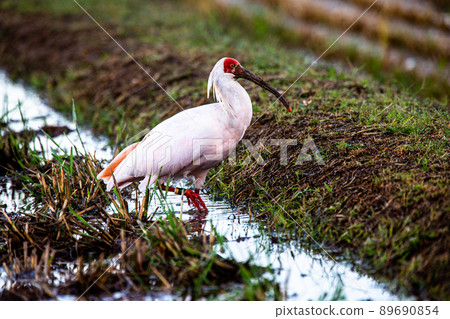 [新潟縣佐渡市]朱鹮跳舞的金銀島 89690854