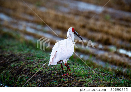 [新潟縣佐渡市]朱鹮跳舞的金銀島 89690855