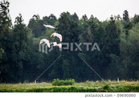 [新潟縣佐渡市]朱鹮跳舞的金銀島 89690860