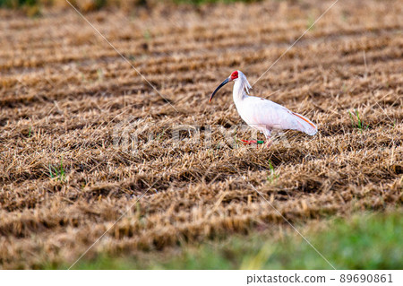 [新潟縣佐渡市]朱鹮跳舞的金銀島 89690861