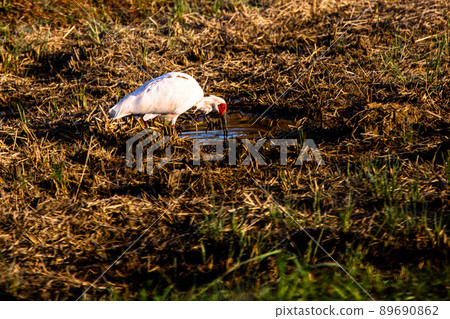 [新潟縣佐渡市]朱鹮跳舞的金銀島 89690862