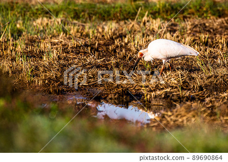 [新潟縣佐渡市]朱鹮跳舞的金銀島 89690864