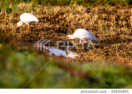 [新潟縣佐渡市]朱鹮跳舞的金銀島 89690865