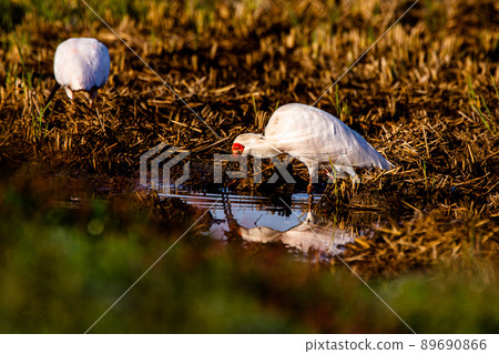 [新潟縣佐渡市]朱鹮跳舞的金銀島 89690866