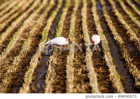 [Sado, Niigata Prefecture] Gold and silver island where crested ibis dances 89690873