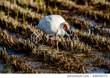 [新潟縣佐渡市]朱鹮跳舞的金銀島 89690875
