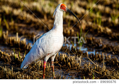 [新潟縣佐渡市]朱鹮跳舞的金銀島 89690876