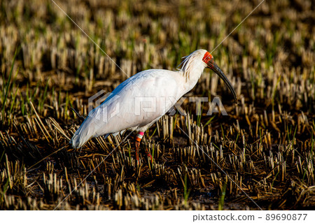 [新潟縣佐渡市]朱鹮跳舞的金銀島 89690877