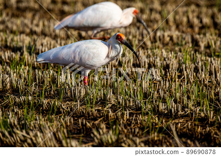 [新潟縣佐渡市]朱鹮跳舞的金銀島 89690878