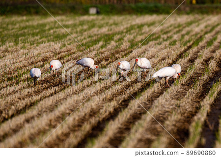 [新潟縣佐渡市]朱鹮跳舞的金銀島 89690880