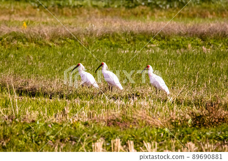[新潟縣佐渡市]朱鹮跳舞的金銀島 89690881