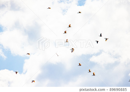 [新潟縣佐渡市]朱鹮跳舞的金銀島 89690885