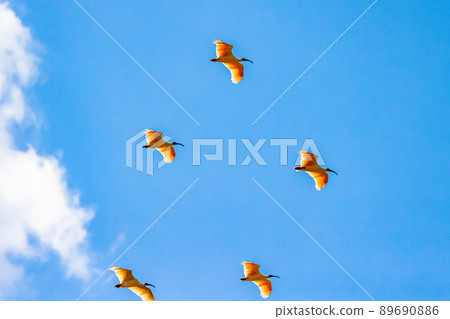 [新潟縣佐渡市]朱鹮跳舞的金銀島 89690886