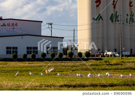 [Sado, Niigata Prefecture] Gold and silver island where crested ibis dances 89690896