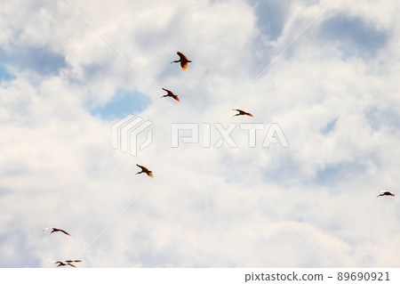 [新潟縣佐渡市]朱鹮跳舞的金銀島 89690921