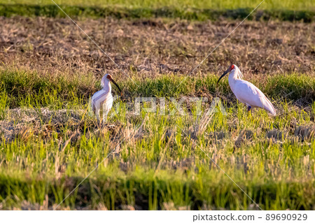 [新潟縣佐渡市]朱鹮跳舞的金銀島 89690929