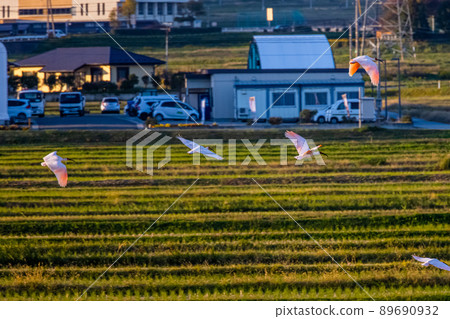 [新潟縣佐渡市]朱鹮跳舞的金銀島 89690932