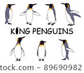 逼真的國王企鵝插圖集 89690982