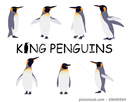 Realistic King Penguin Illustration Set Realistic King Penguin Illustration Set 89690984