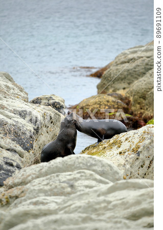 A flock of fur seals on the South Island of New Zealand, the town of Kaikoura 89691109