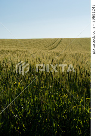 綠色麥田和藍天 綠色麥田和藍天 89691245